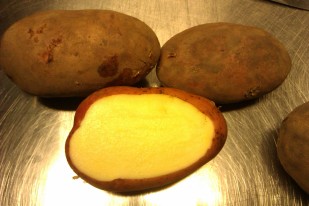 Rodeo potato