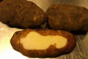 Ranger Russet potato