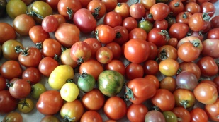 Large colourful cherry tomatoes.